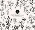 Birth Month Flower Bundle | 26 Hand-Drawn Botanical Line Art Clipart Set